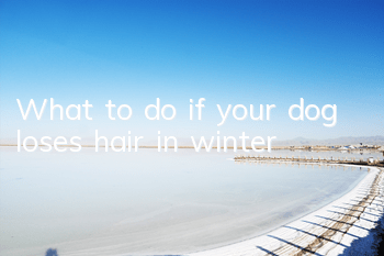 What to do if your dog loses hair in winter