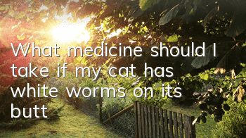 What medicine should I take if my cat has white worms on its butt?