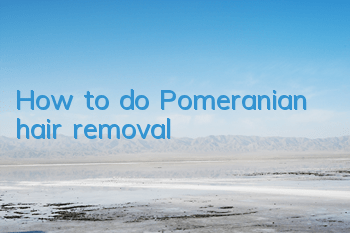 How to do Pomeranian hair removal