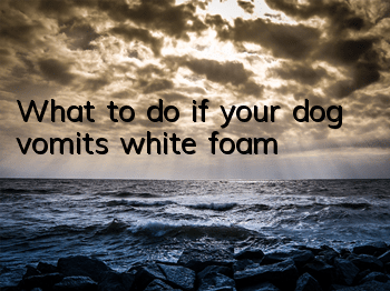 TWhat to do if your dog vomits white foam