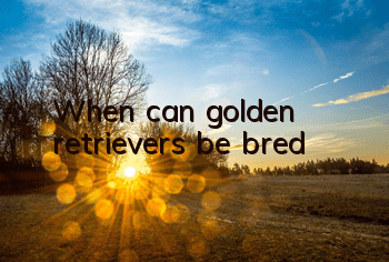 TWhen can golden retrievers be bred?