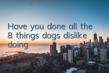 Have you done all the 8 things dogs dislike doing?