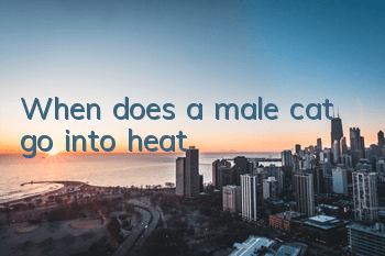When does a male cat go into heat?