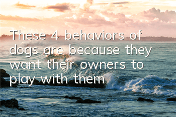 These 4 behaviors of dogs are because they want their owners to play with them!