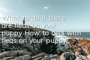 What to do if there are fleas on your puppy How to deal with fleas on your puppy