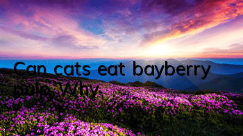 Can cats eat bayberry pulp? Why?