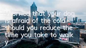 TWorried that your dog is afraid of the cold, should you reduce the time you take to walk your dog?