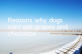 TReasons why dogs can’t eat grapes and chocolate