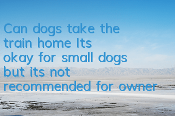Can dogs take the train home? It's okay for small dogs, but it's not recommended for owners who travel long distances