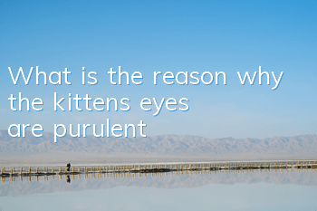 What is the reason why the kitten’s eyes are purulent?
