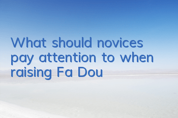 What should novices pay attention to when raising Fa Dou?