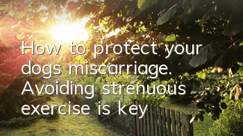 THow to protect your dog’s miscarriage. Avoiding strenuous exercise is key!
