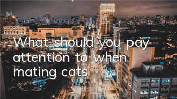What should you pay attention to when mating cats?