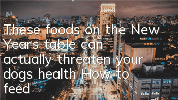 TThese foods on the New Year’s table can actually threaten your dog’s health! How to feed your dog to have a fat year