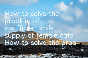 THow to solve the problem of insufficient milk supply of female cats. How to solve the problem of insufficient milk supply of female cats.