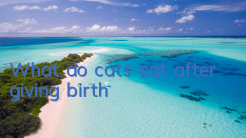 What do cats eat after giving birth?