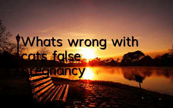 What’s wrong with cats’ false pregnancy?