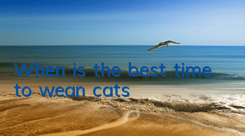 TWhen is the best time to wean cats?
