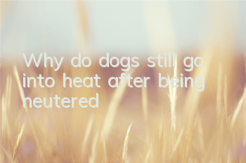 TWhy do dogs still go into heat after being neutered?