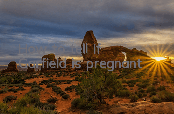 THow to tell if Garfield is pregnant