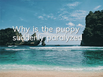 Why is the puppy suddenly paralyzed?