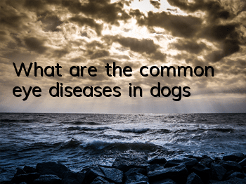 What are the common eye diseases in dogs?