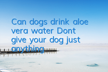 TCan dogs drink aloe vera water? Don’t give your dog just anything!