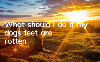 TWhat should I do if my dog’s feet are rotten?
