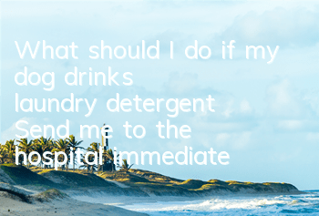 TWhat should I do if my dog ​​drinks laundry detergent? Send me to the hospital immediately.
