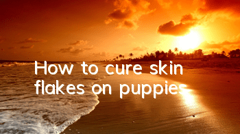 THow to cure skin flakes on puppies