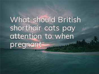 TWhat should British shorthair cats pay attention to when pregnant?