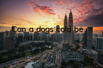 TCan a dog’s cold be cured?