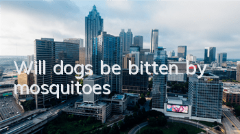 Will dogs be bitten by mosquitoes?