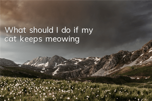 What should I do if my cat keeps meowing?