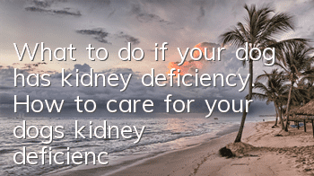 What to do if your dog has kidney deficiency. How to care for your dog’s kidney deficiency.