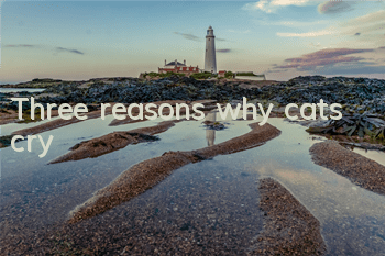 TThree reasons why cats cry