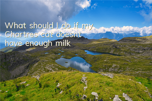 TWhat should I do if my Chartres cat doesn’t have enough milk?