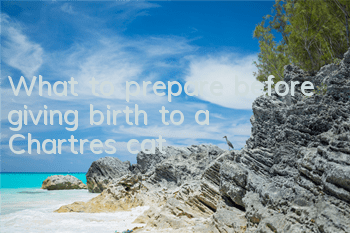 What to prepare before giving birth to a Chartres cat
