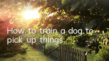 How to train a dog to pick up things