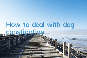 How to deal with dog constipation