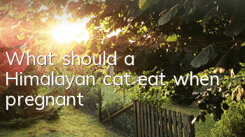 TWhat should a Himalayan cat eat when pregnant?