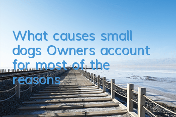 What causes small dogs? Owners account for most of the reasons!