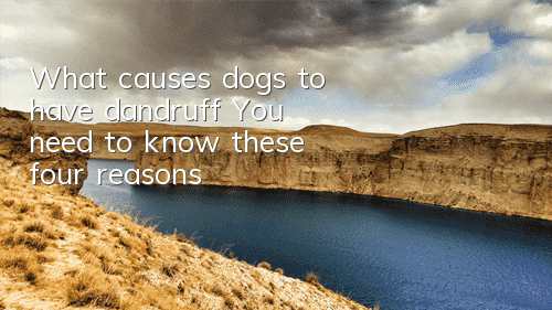 TWhat causes dogs to have dandruff? You need to know these four reasons!