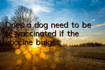 Does a dog need to be re-vaccinated if the vaccine bulges?