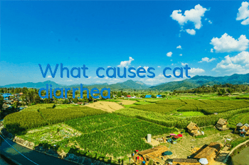 TWhat causes cat diarrhea?