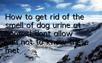 How to get rid of the smell of dog urine at home. I don’t allow you not to know these methods!