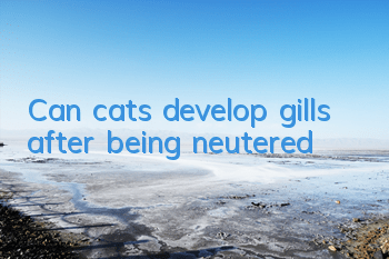 TCan cats develop gills after being neutered?