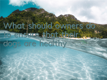 What should owners do to ensure that their dogs are healthy?