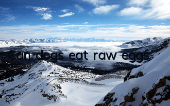 TCan dogs eat raw eggs?