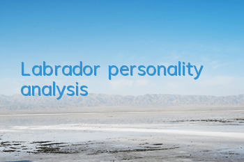 Labrador personality analysis